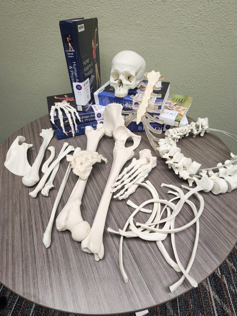 A variety of bones displayed on a table