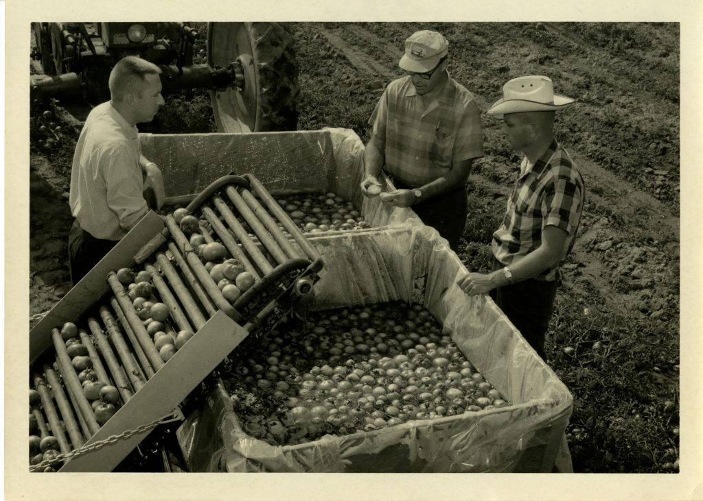black and white photograph of three men inspecting tomatoes in bins dated circa 1967